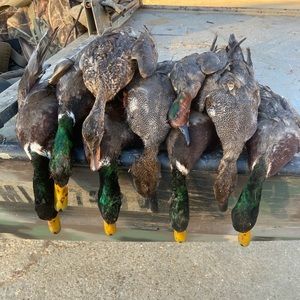 Meet your Posher, Garrett